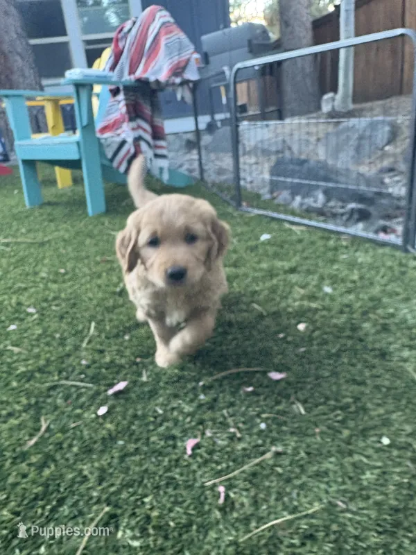 Honey  – Golden Retriever puppy for sale in Bend, OR