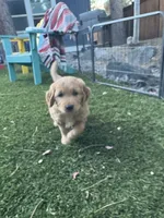 Honey , a female Golden Retriever for sale in Bend, OR – 1 of 9