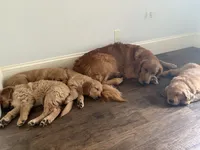Ace, a male Golden Retriever for sale in Bend, OR – 6 of 9
