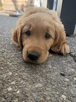 Arthur , a male Golden Retriever for sale in Bend, OR – 6 of 6