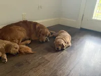 Arthur , a male Golden Retriever for sale in Bend, OR – 4 of 6