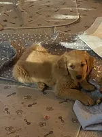Honey , a female Golden Retriever for sale in Bend, OR – 2 of 9