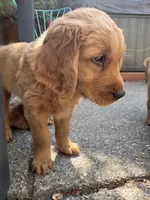 Ace, a male Golden Retriever for sale in Bend, OR – 2 of 9