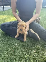 Ace, a male Golden Retriever for sale in Bend, OR – 7 of 9