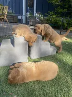 Arthur , a male Golden Retriever for sale in Bend, OR – 2 of 6