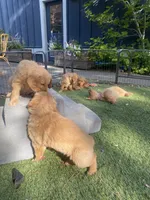 Honey , a female Golden Retriever for sale in Bend, OR – 4 of 9