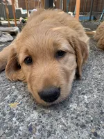 Ace, a male Golden Retriever for sale in Bend, OR – 9 of 9