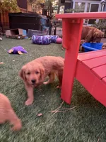 Ace, a male Golden Retriever for sale in Bend, OR – 5 of 9
