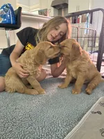 Ace, a male Golden Retriever for sale in Bend, OR – 3 of 9