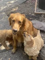 Arthur , a male Golden Retriever for sale in Bend, OR – 3 of 6