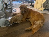 Honey , a female Golden Retriever for sale in Bend, OR – 5 of 9