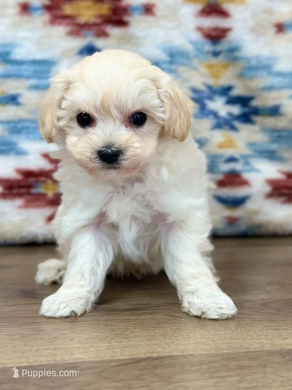 Liam – Maltipoo puppy for sale in Memphis, MO