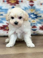 Liam, a male Maltipoo for sale in Memphis, MO – Photo 1 of 4