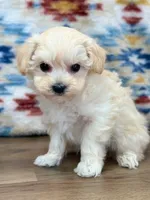 Liam, a male Maltipoo for sale in Memphis, MO – Photo 2 of 4