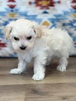 Liam, a male Maltipoo for sale in Memphis, MO – Photo 4 of 4