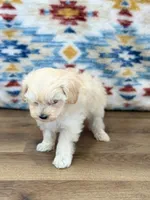Liam, a male Maltipoo for sale in Memphis, MO – Photo 3 of 4