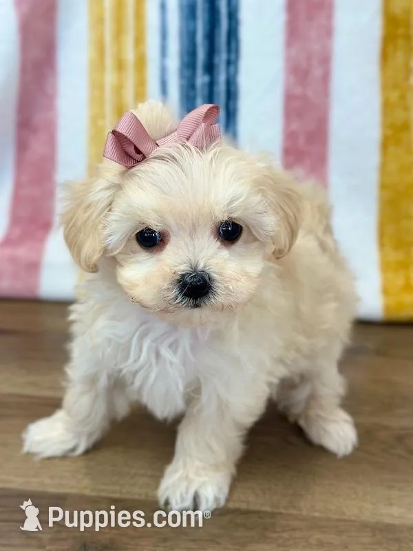 Sophia, a female Maltipoo for sale in Memphis, MO – Photo 4 of 5