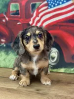 Collin, a male Miniature Dachshund for sale in Memphis, MO – 2 of 3