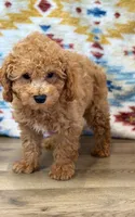 Colby, a male Poodle - Toy  for sale in Memphis, MO – 2 of 3