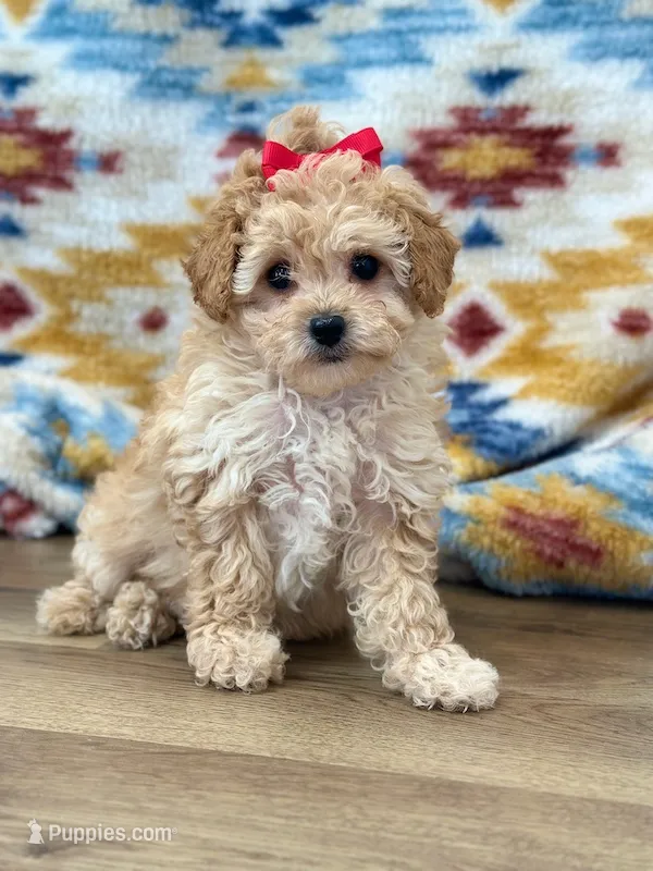 Tilly – Poodle - Toy  puppy for sale in Memphis, MO