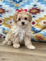 Tilly, a female Poodle - Toy  for sale in Memphis, MO – 1 of 1
