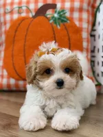 Maddie, a female Maltipoo for sale in Memphis, MO – 2 of 4