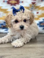 Tonya, a female Poodle - Toy  for sale in Memphis, MO – 2 of 3