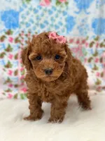 Willow, a female Poodle - Toy  for sale in Memphis, MO – 2 of 5