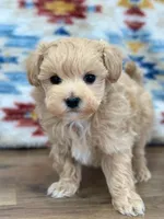 Scottie, a male Maltipoo for sale in Memphis, MO – Photo 1 of 5