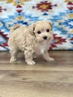 Scottie, a male Maltipoo for sale in Memphis, MO – Photo 4 of 5