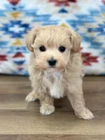 Scottie, a male Maltipoo for sale in Memphis, MO – Photo 2 of 5