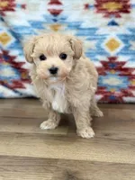 Scottie, a male Maltipoo for sale in Memphis, MO – Photo 5 of 5