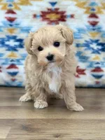 Scottie, a male Maltipoo for sale in Memphis, MO – Photo 3 of 5