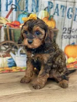 Reece, a female Cavapoo for sale in Memphis, MO – Photo 3 of 4