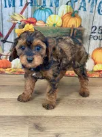 Reece, a female Cavapoo for sale in Memphis, MO – Photo 2 of 4