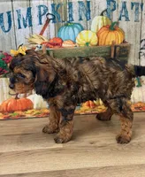 Reece, a female Cavapoo for sale in Memphis, MO – Photo 4 of 4