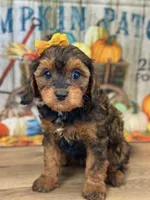 Reece, a female Cavapoo for sale in Memphis, MO – Photo 1 of 4