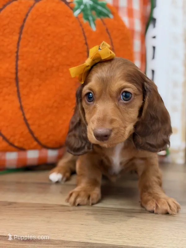 Alice – Miniature Dachshund puppy for sale in Memphis, MO