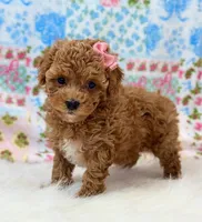 Addy, a female Poodle - Toy  for sale in Memphis, MO – 3 of 6