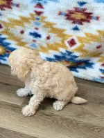 Gus, a male Maltipoo for sale in Memphis, MO – 2 of 2