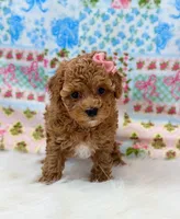 Addy, a female Poodle - Toy  for sale in Memphis, MO – 4 of 6