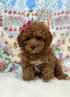 Chloe, a female Poodle - Toy  for sale in Memphis, MO – 3 of 8