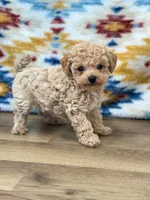Vinny, a male Maltipoo for sale in Memphis, MO – 2 of 2