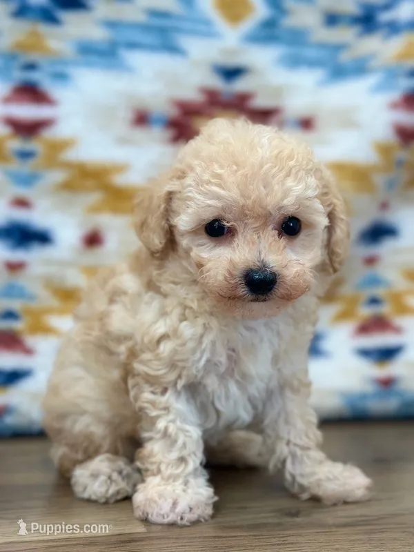 Gus – Maltipoo puppy for sale in Memphis, MO