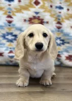Martin, a male Miniature Dachshund for sale in Memphis, MO – 2 of 3