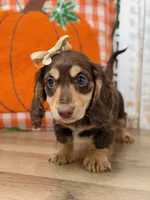Annie, a female Miniature Dachshund for sale in Memphis, MO – 5 of 5