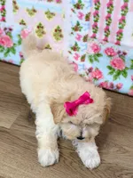 Blair, a female Maltipoo for sale in Memphis, MO – 2 of 5