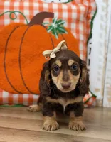 Annie, a female Miniature Dachshund for sale in Memphis, MO – 1 of 5