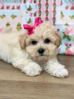 Blair, a female Maltipoo for sale in Memphis, MO – 3 of 5