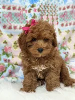Chloe, a female Poodle - Toy  for sale in Memphis, MO – 1 of 8
